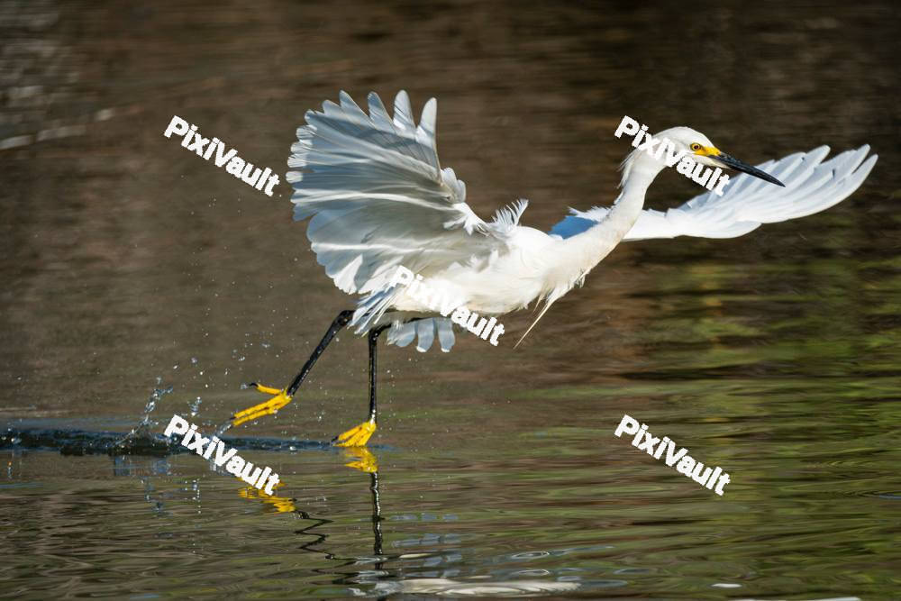 Little Egret Bird